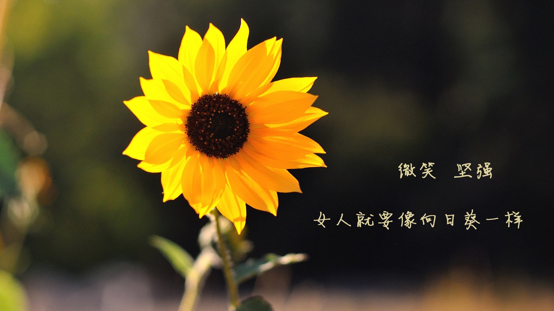 AC米兰队-魔术进攻选择更加合理打出流畅配合，魔术最佳战绩